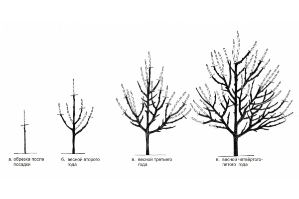  Apricot pruning scheme depending on the year of life of the tree