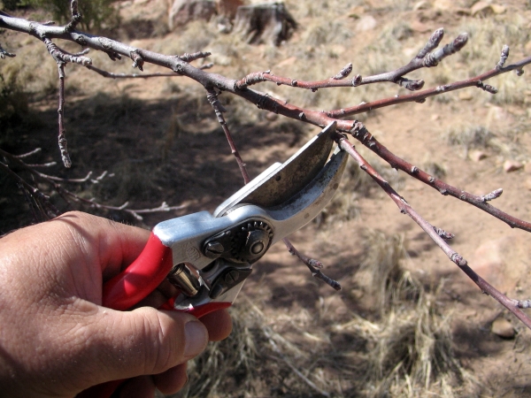 Pruning apricot in spring, summer and autumn: the rules and technology
