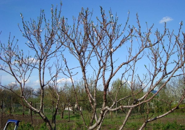  Apricotul are nevoie de tăiere complexă, motiv pentru care această procedură se desfășoară în primăvară, toamnă și vară