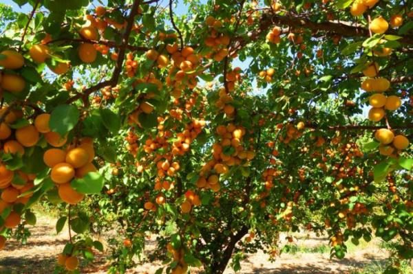  Pemangkasan aprikot pada musim gugur diperlukan untuk memberikan pucuk baru setiap tahun, yang akan menyelamatkan hasil panen yang berlimpah.
