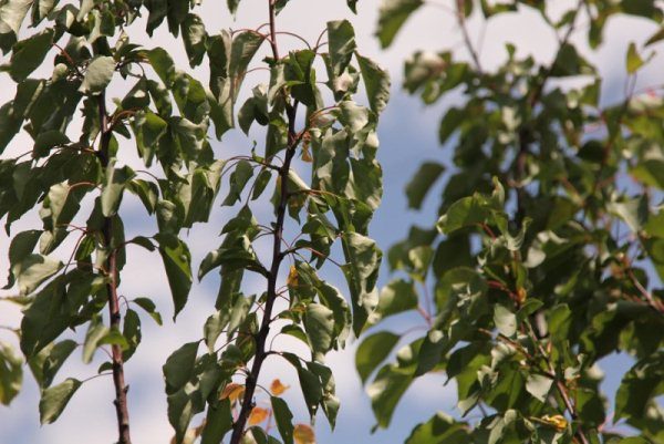  Med en tjock aprikoskrona saknar trädet ljus, vilket leder till uttorkning av grenarna och deras död.