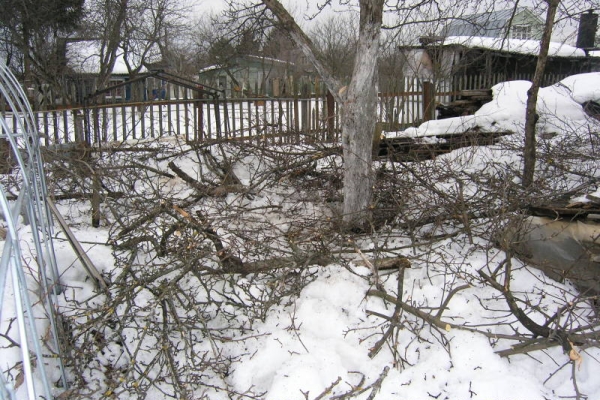  Vinter beskärning är endast tillgänglig för trädgårdsmästare som bor i varma områden med ett mildt klimat.