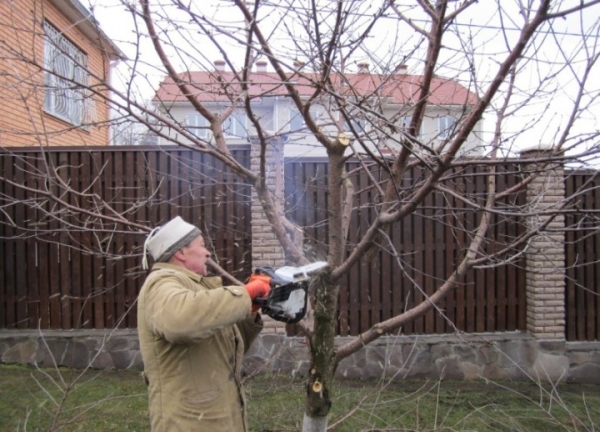  Autumn pruning is carried out in September, after leaf fall, before the onset of cold weather.