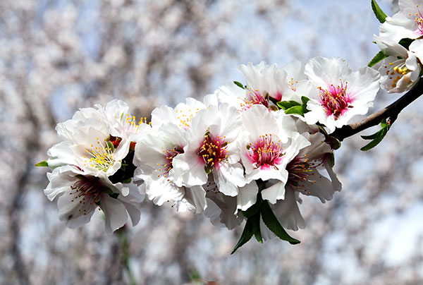  Florile de migdale înfloresc în martie-aprilie cu flori albe sau roz-roz.