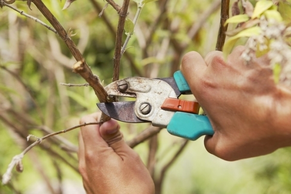  In the summer, pruning is carried out when absolutely necessary, for example, when a disease is detected.