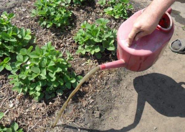  Arroser les fraises après la transplantation