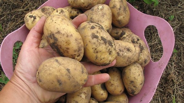  Medelvikten för en potatisörg Kolette överskrider inte 120-123 g