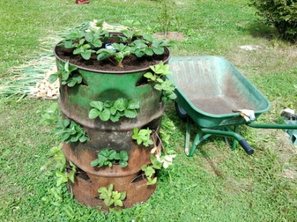  Erdbeeren in einem Fass auf dem Gartengrundstück