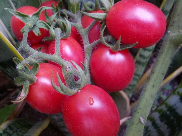  Tomate novice rose