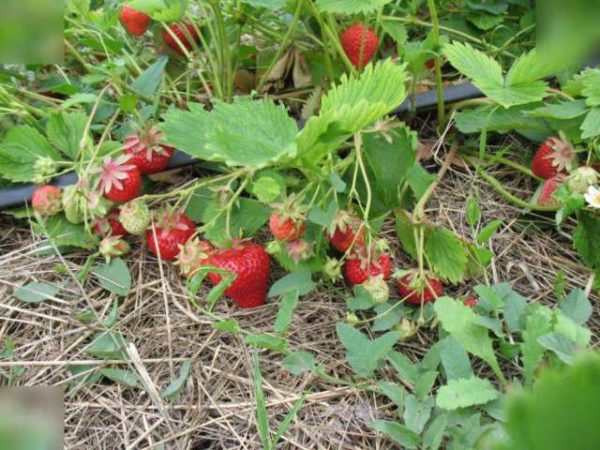  Erdbeer-Clearies im Garten