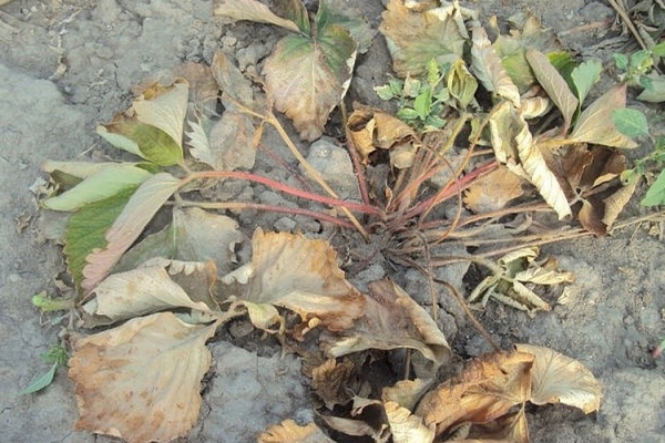  Flétrissement verticilleux des fraises