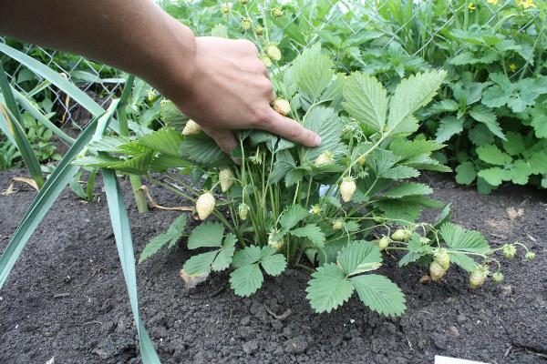  Weiße Erdbeeren sollten nicht auf dem Boden gepflanzt werden, der für Himbeeren, Kartoffeln, Tomaten oder Gurken verwendet wird.