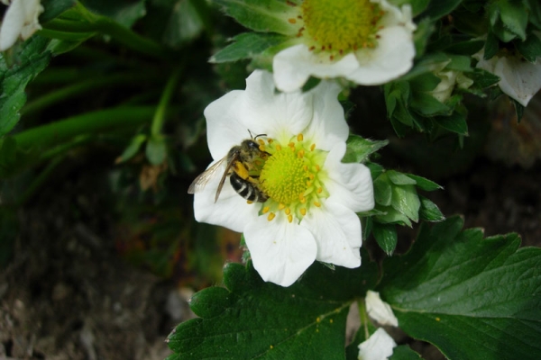  Comment les fraises sont pollinisées dans un sol ouvert et fermé