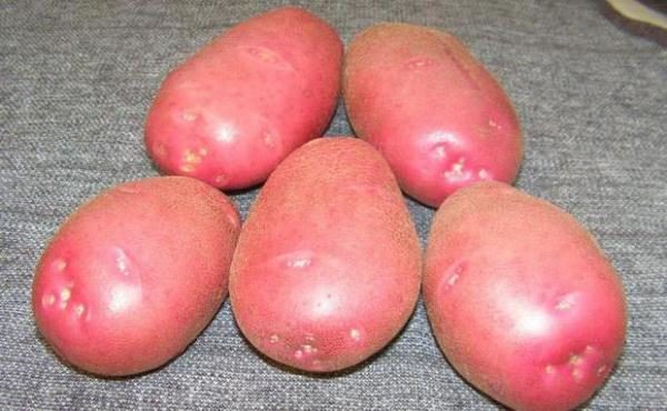  Frühe reife Kartoffeln Lyubava
