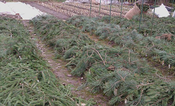  Beim Anbau von Erdbeeren in den nördlichen Regionen wird empfohlen, die Moskauer Delikatesse vor Beginn der Winterperiode zu mulchen.