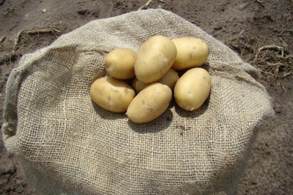  Dopo la raccolta le patate hanno bisogno di tenere il sole per diversi giorni