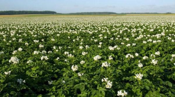  Vineta potatoes have spreading bushes with small white flower corolla