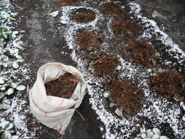  Avant le début de l'hiver, il est nécessaire d'utiliser un abri sous forme de paillis de légumes ou d'agrofabric.