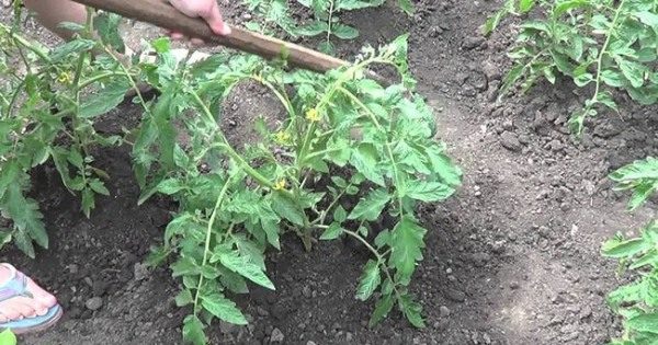  Désherber une parcelle avec des tomates à partir de mauvaises herbes