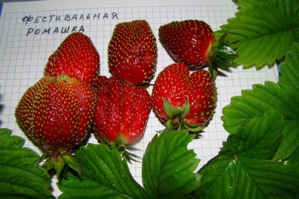  Festival Strawberry: description de la variété, plantation et soin