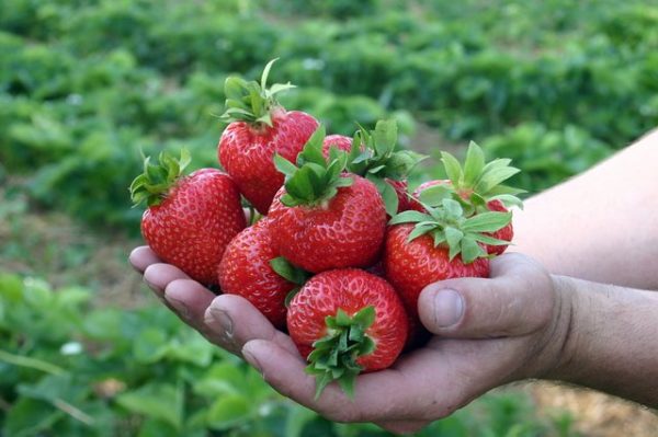  Strawberry Evie 2 entre les mains du gros plan