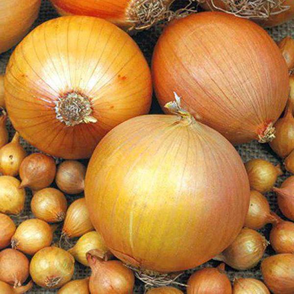  Shetana - medium-hot onion variety