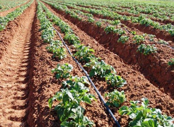  감자 키위를 재배하는 네덜란드의 방법은 높은 수확량을 제공 할 것입니다
