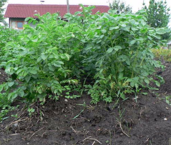  Colorado potatisbagge och provolochnik attackerar nästan aldrig unga löv och skott av potatiskiwi