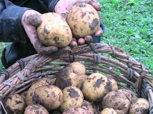  يتم حصاد البطاطا بعد النضج الكامل للدرنات ، كما يتضح من إصفرار البطاطس وسكنها.