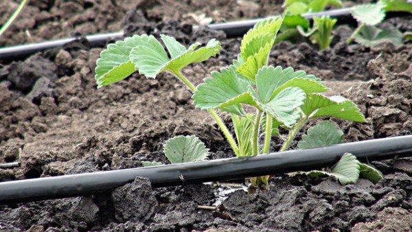  Monterey-Erdbeeren sollten am besten mit einem Tropfsystem bewässert werden.