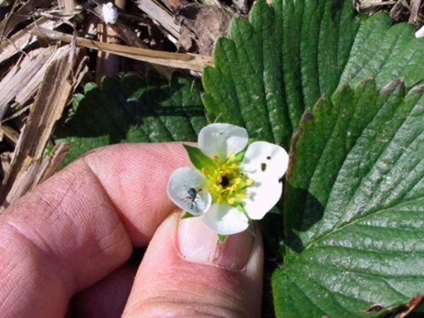  Schwärzen der Erdbeerblume