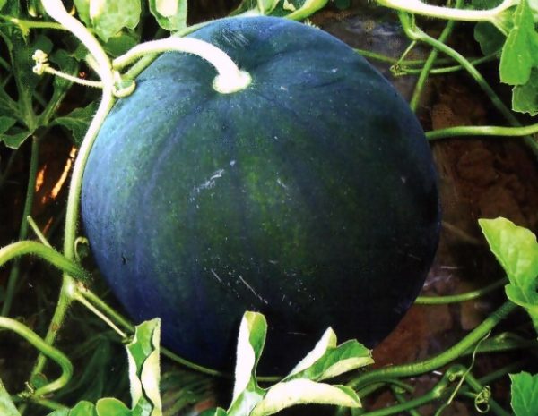  Wassermelonenlicht im Garten