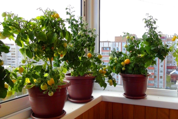  Cultiver des tomates sur le balcon: instructions pas à pas