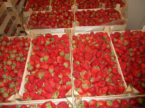  Frisch geerntete Erdbeeren in Kisten