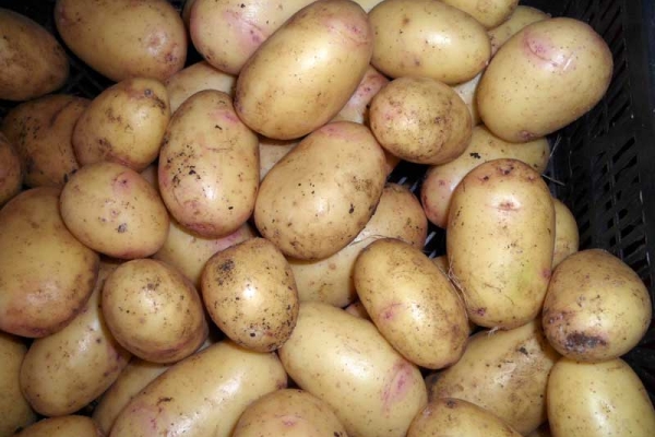  För långvarig lagring är det bättre att gräva potatis i slutet av augusti - början av september.