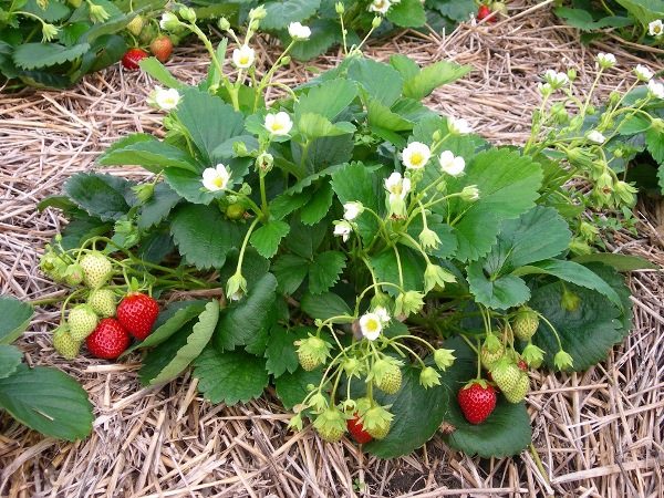  Erdbeer-Moskauer Köstlichkeiten blühen etwa einen Monat nach dem Pflanzen und tragen Früchte von Mai bis Herbstfrösten