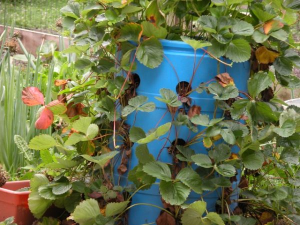  Gekeimte Erdbeeren in einem Plastikfass