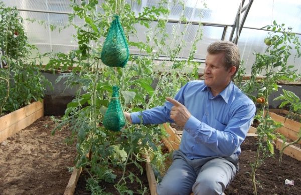  Wassermelonenpflege nach dem Pflanzen