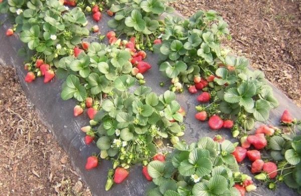  Erdbeerkardinal im Garten