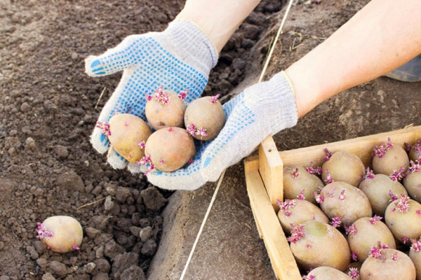  When the temperature of the earth at a depth of 10 cm reaches 7 degrees, you can begin planting potatoes, Santa