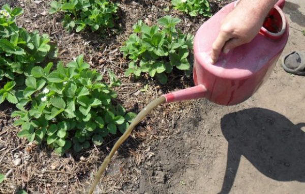  Arrosage Elinae aux fraises