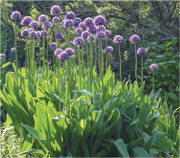  Suvorovs pilbåg utmärks av precision, resistens mot sjukdomar och skadedjur, väldigt vackert blommande