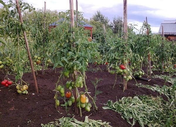  Arbustos de tomate De Barao sobre un pedestal