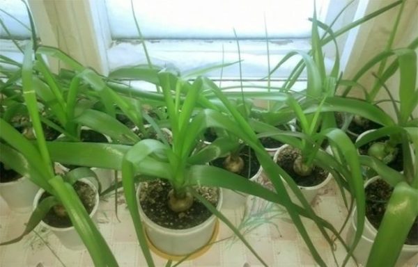  Indian onions in residential conditions