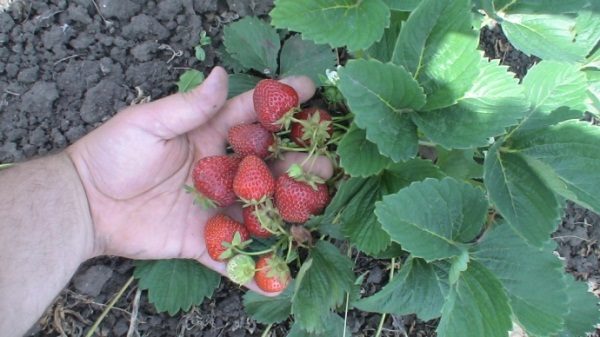  Mieux encore, la fraise Kama pousse sur des sols légèrement acides et neutres.