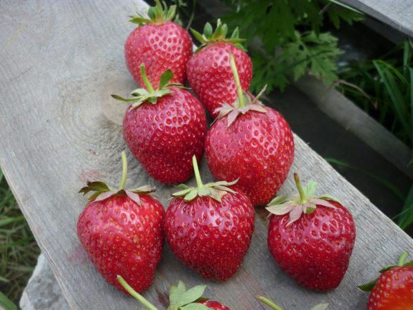  Variété Fraise Couronne mi-précoce, période de fructification - longue