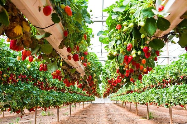  La rentabilité de la culture de la fraise est assez élevée