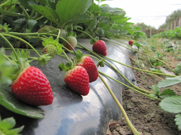  Von einem Quadratmeter können je nach Sorte 15 bis 50 kg Erdbeeren gesammelt werden