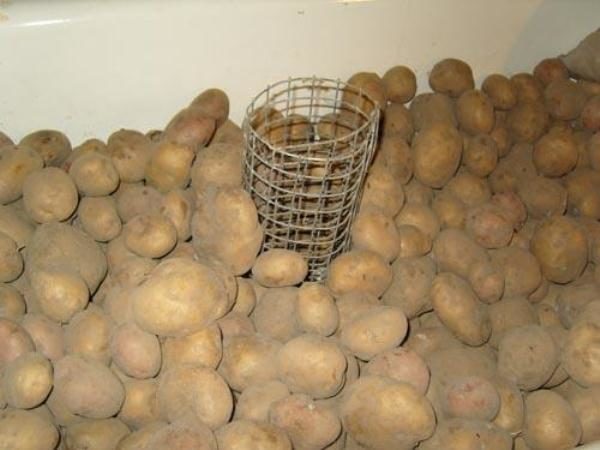  Για να αποθηκευτεί πολύ περισσότερο η συγκομιδή της πατάτας, είναι απαραίτητο να φυλάσσεται σε πλήρες σκοτάδι, ενώ παρατηρείται το καθεστώς θερμοκρασίας.
