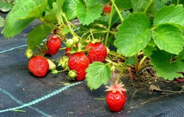  Fraise de agrofibre sous